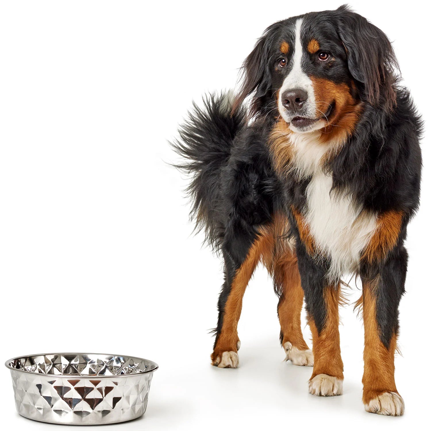 Hunter Namy Stainless Steel Pet Bowl